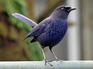 Taiwan Whistling-Thrush - eBird