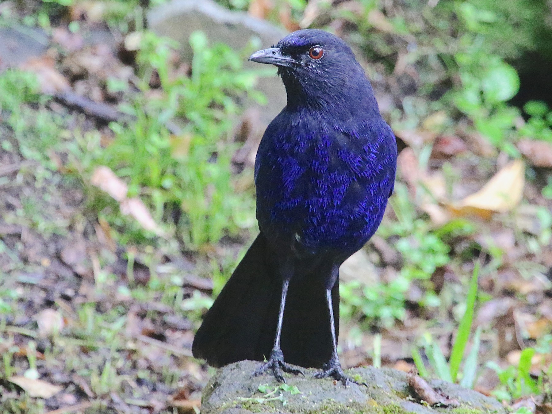 紫啸鸫 Blue Whistling Thrush 鸟网