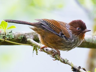 Taiwan Barwing - eBird