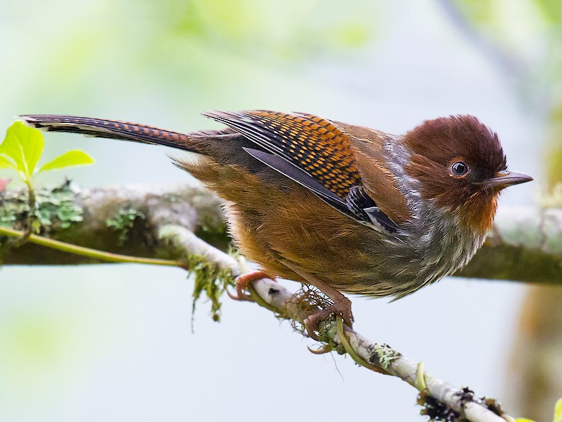 紋翼畫眉 Ebird