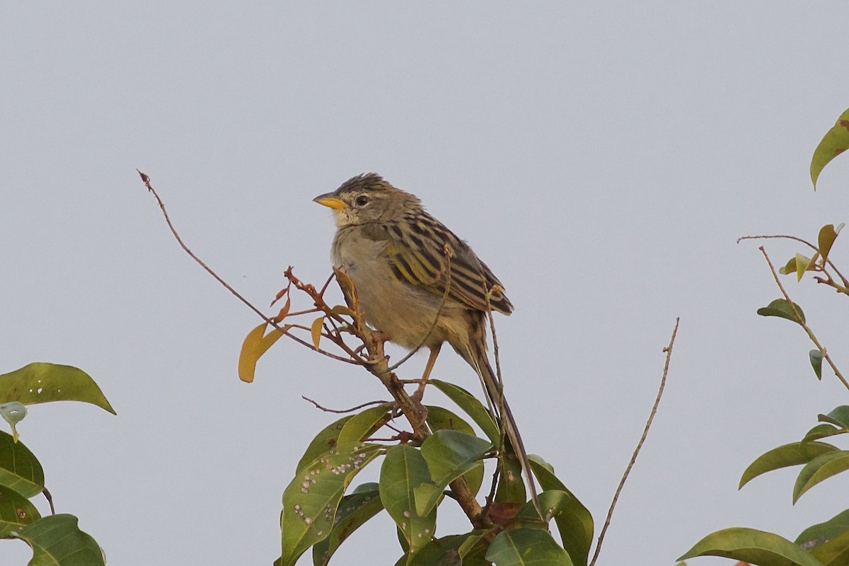 Wedge-tailed Grass-Finch - ML85756601