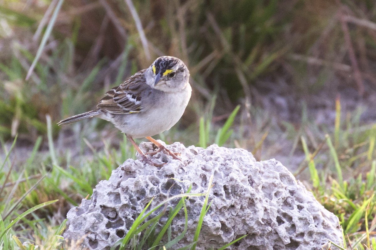 Grassland Sparrow - ML85756641