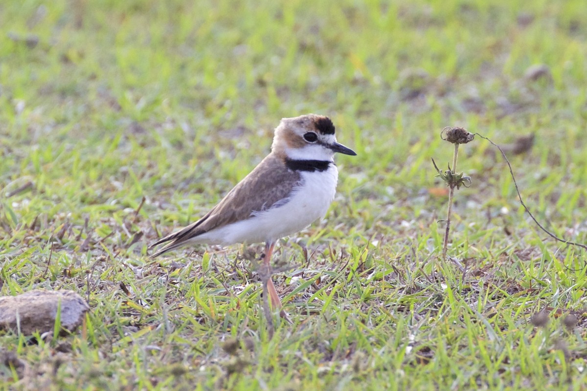 Collared Plover - ML85756661