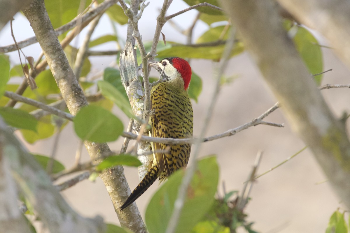 Spot-breasted Woodpecker - ML85756701