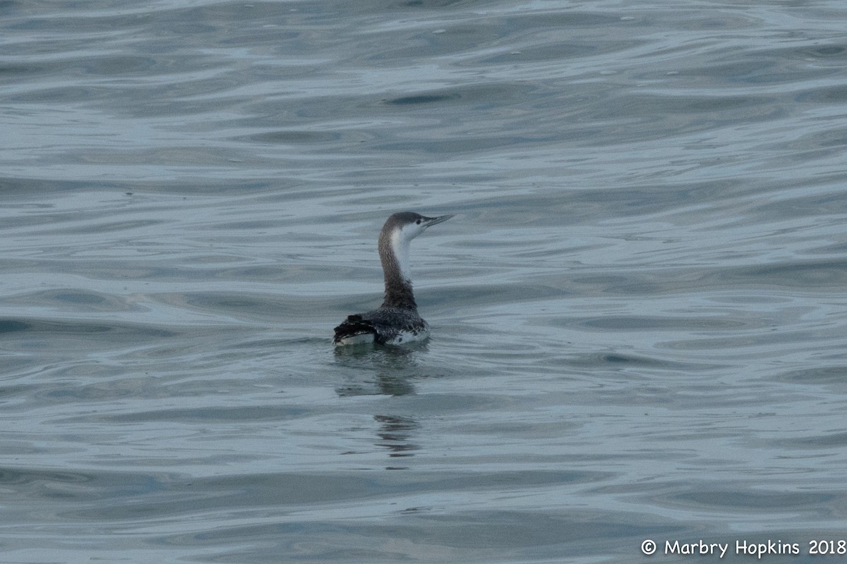 Red-throated Loon - ML85756781
