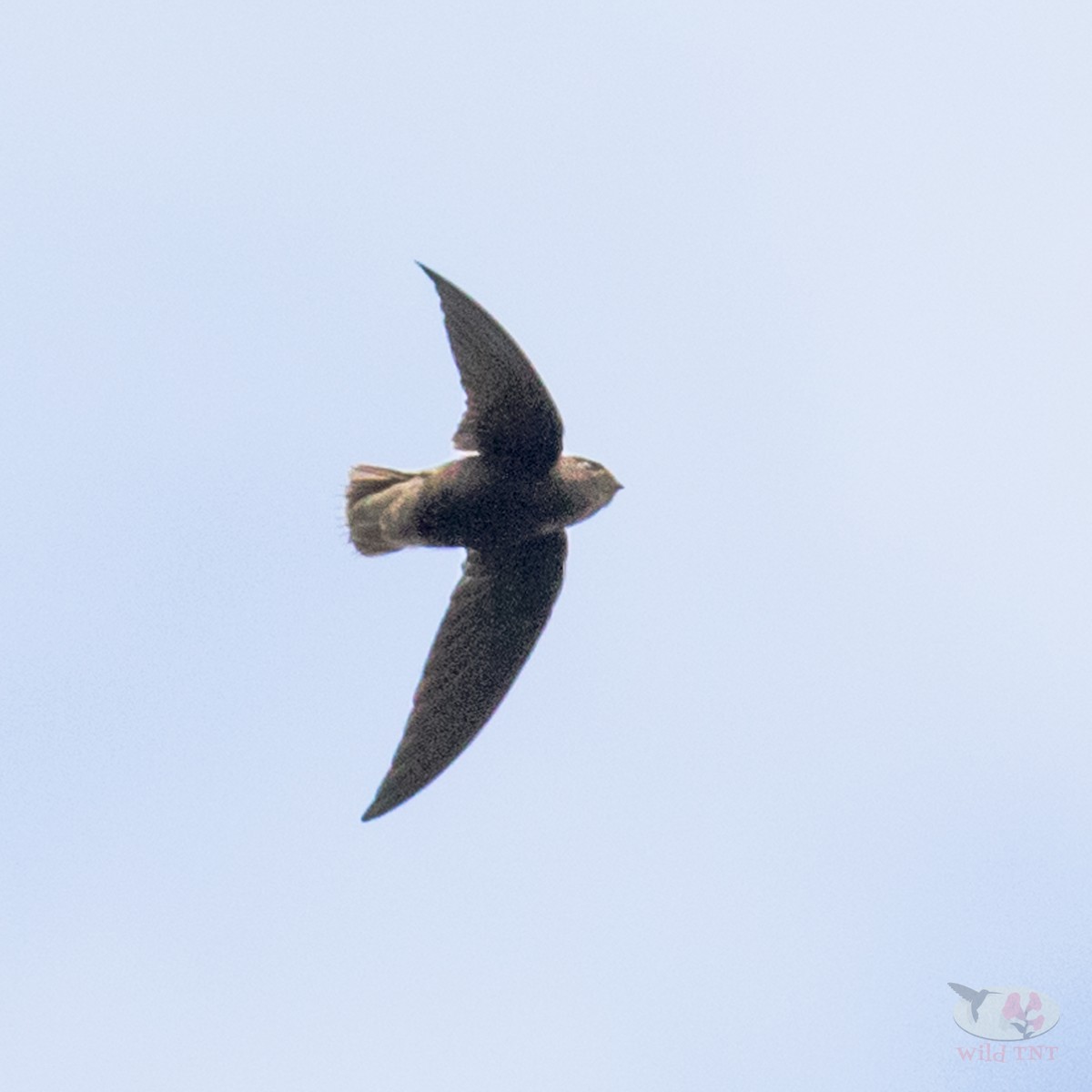 Short-tailed Swift - Kamal Mahabir