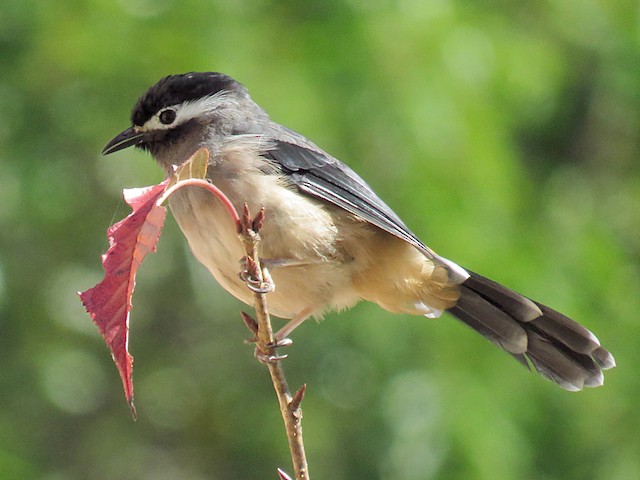 Photos - White-eared Sibia - Heterophasia auricularis - Birds of the World