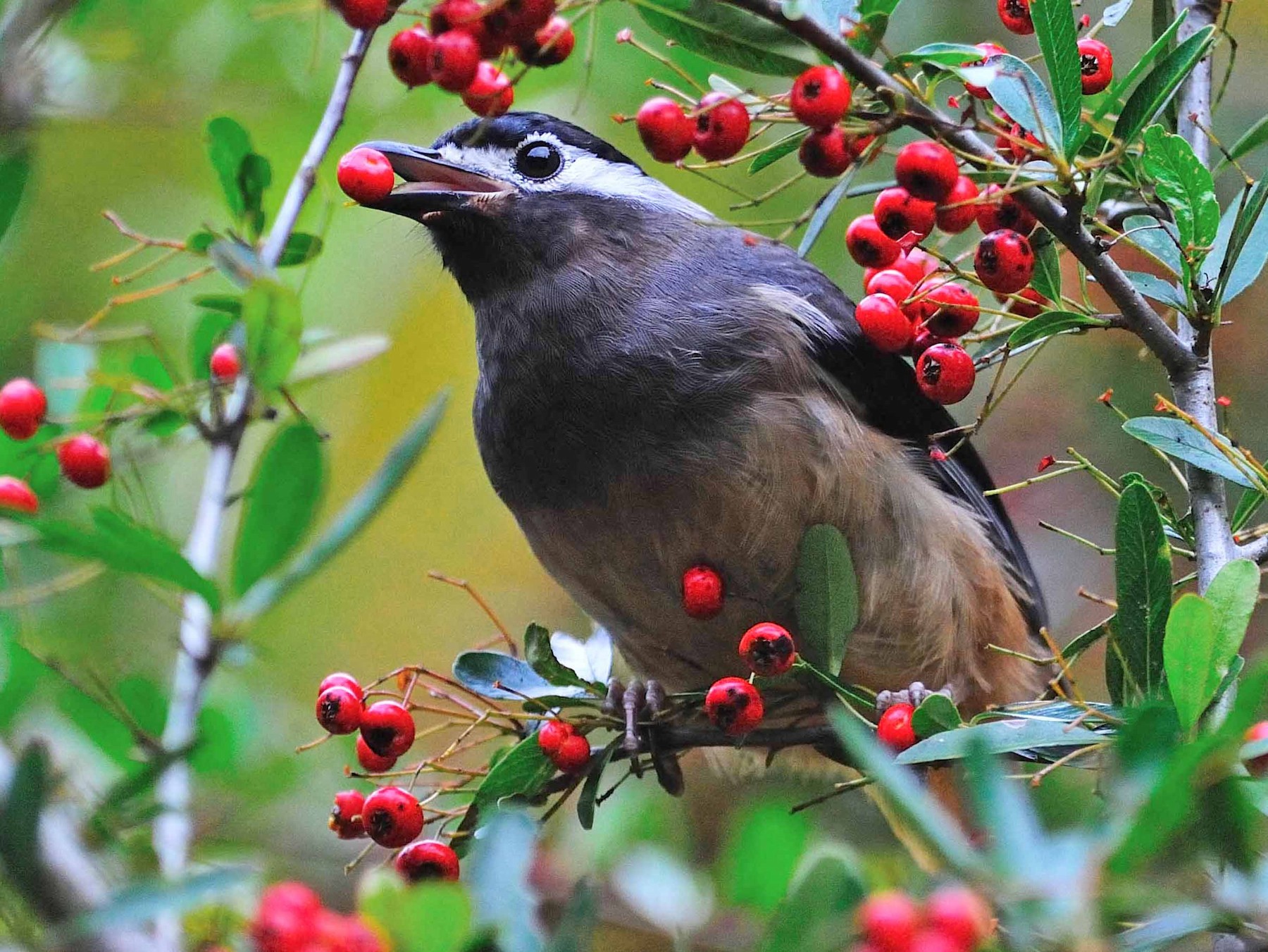 White-eared Sibia - eBird