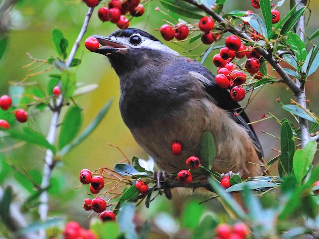 Photos - White-eared Sibia - Heterophasia auricularis - Birds of the World