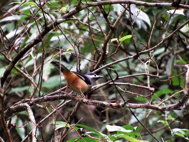Photos - White-eared Sibia - Heterophasia auricularis - Birds of the World