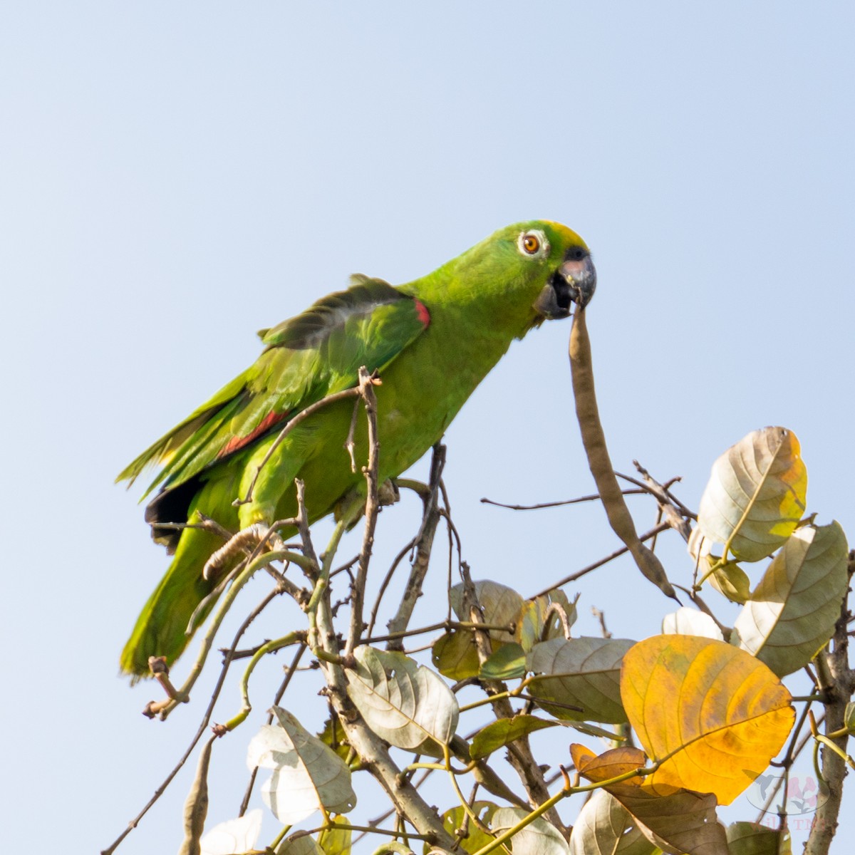 Yellow-crowned Parrot - ML85757111