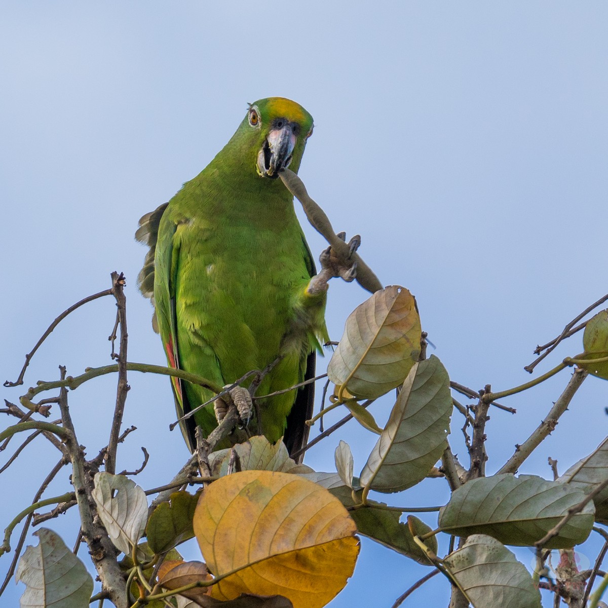 Yellow-crowned Parrot - Kamal Mahabir