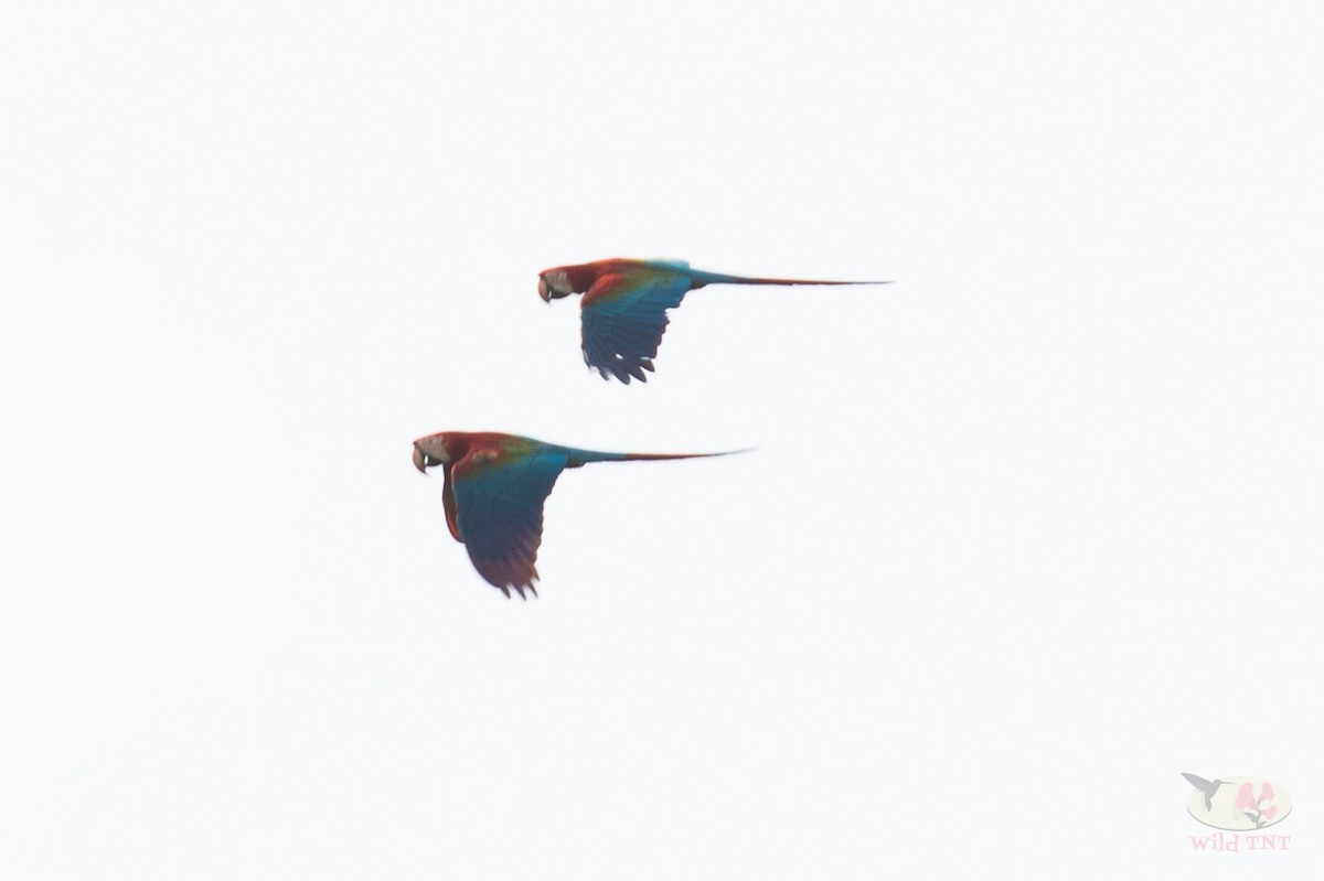 Red-and-green Macaw - ML85757161