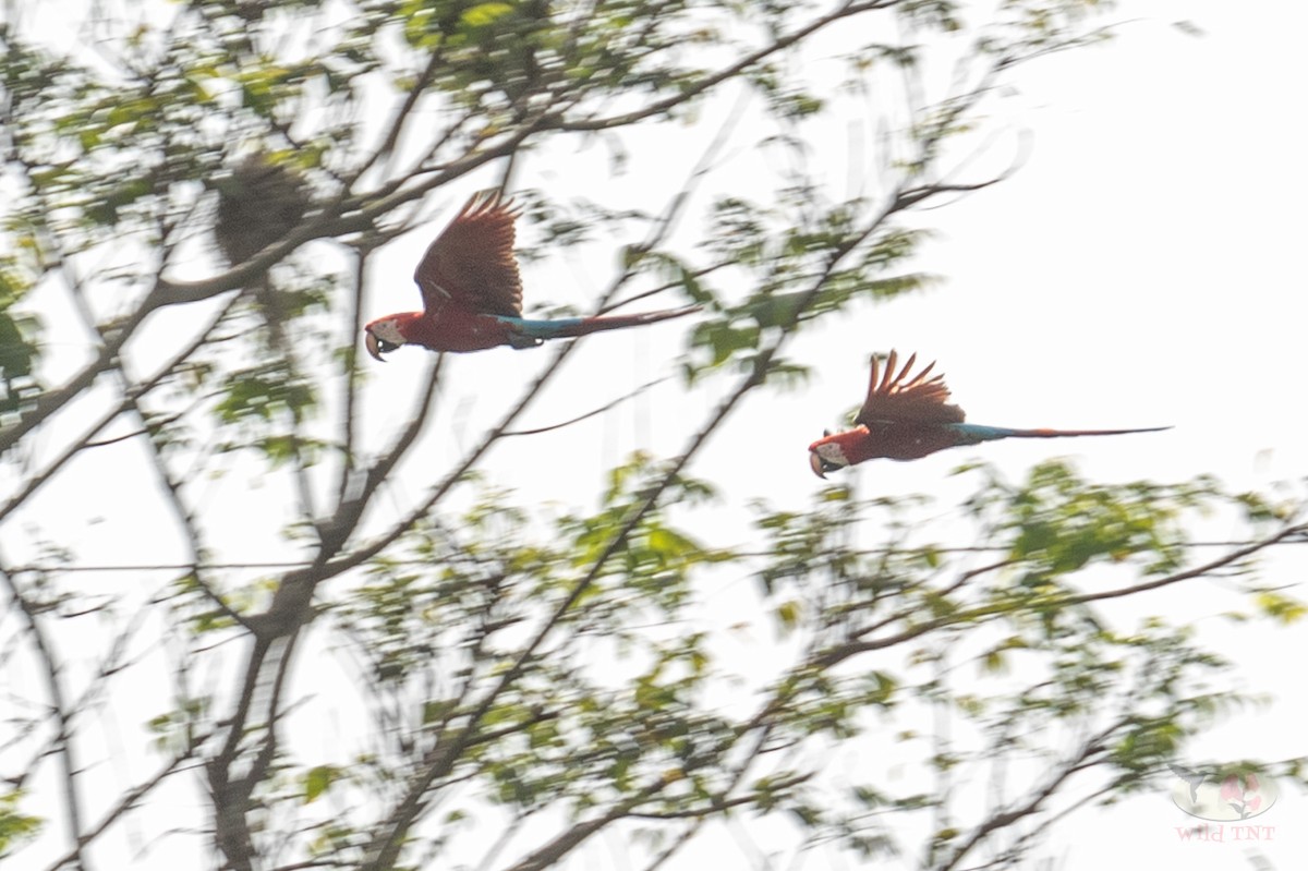 Red-and-green Macaw - Kamal Mahabir
