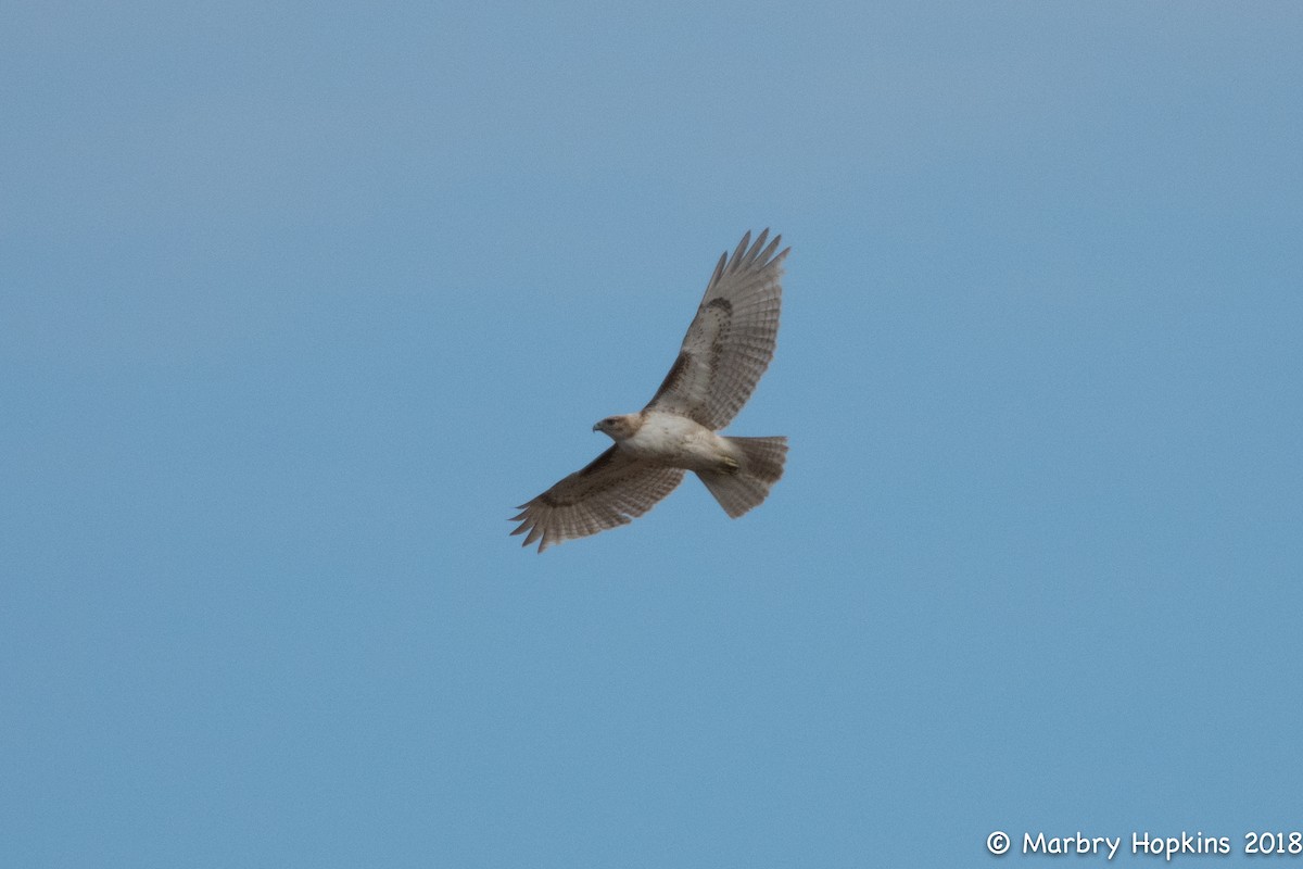 Red-tailed Hawk - Marbry Hopkins