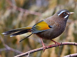 タイワンキンバネガビチョウ - eBird
