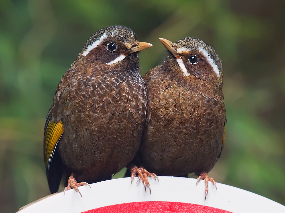 White-whiskered Laughingthrush - Craig Brelsford