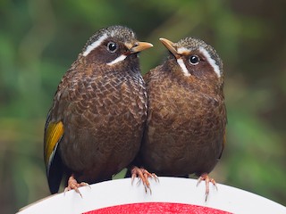 タイワンキンバネガビチョウ - eBird