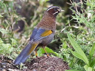タイワンキンバネガビチョウ - eBird