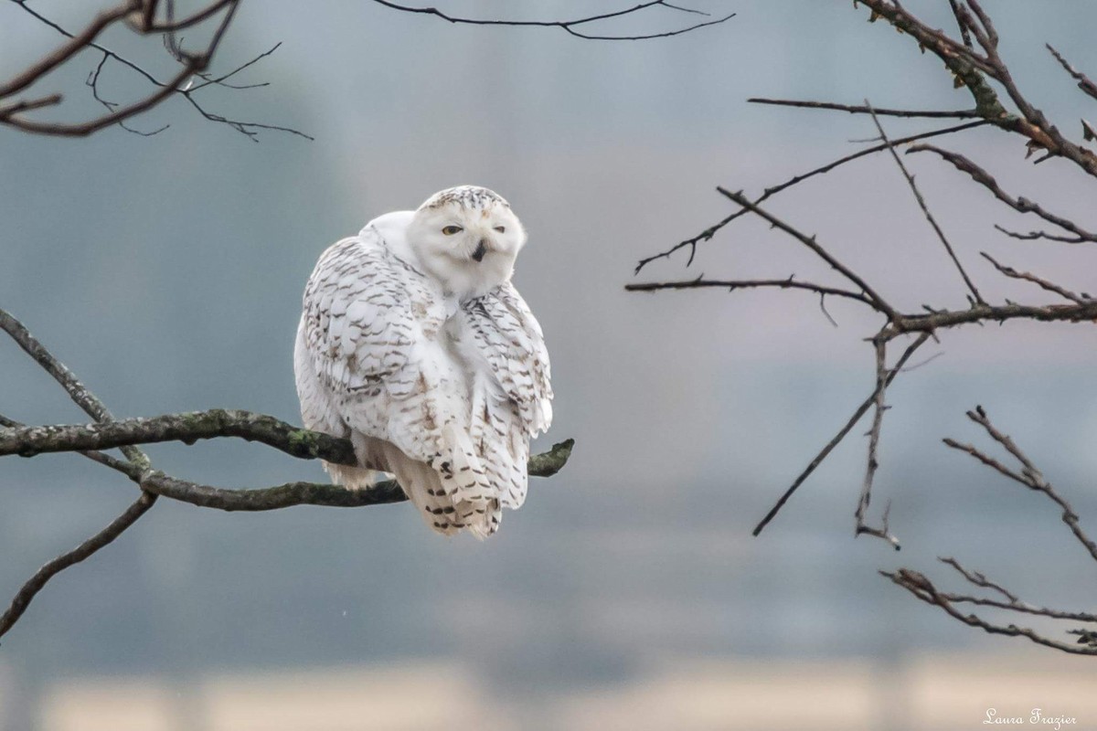 Snowy Owl - LAURA FRAZIER