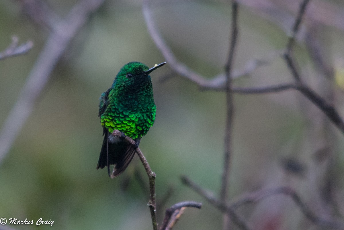 Narrow-tailed Emerald - Markus Craig