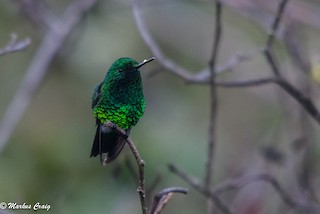  - Narrow-tailed Emerald