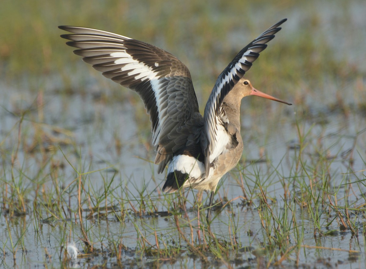 Black-tailed Godwit - Biswanath Mondal