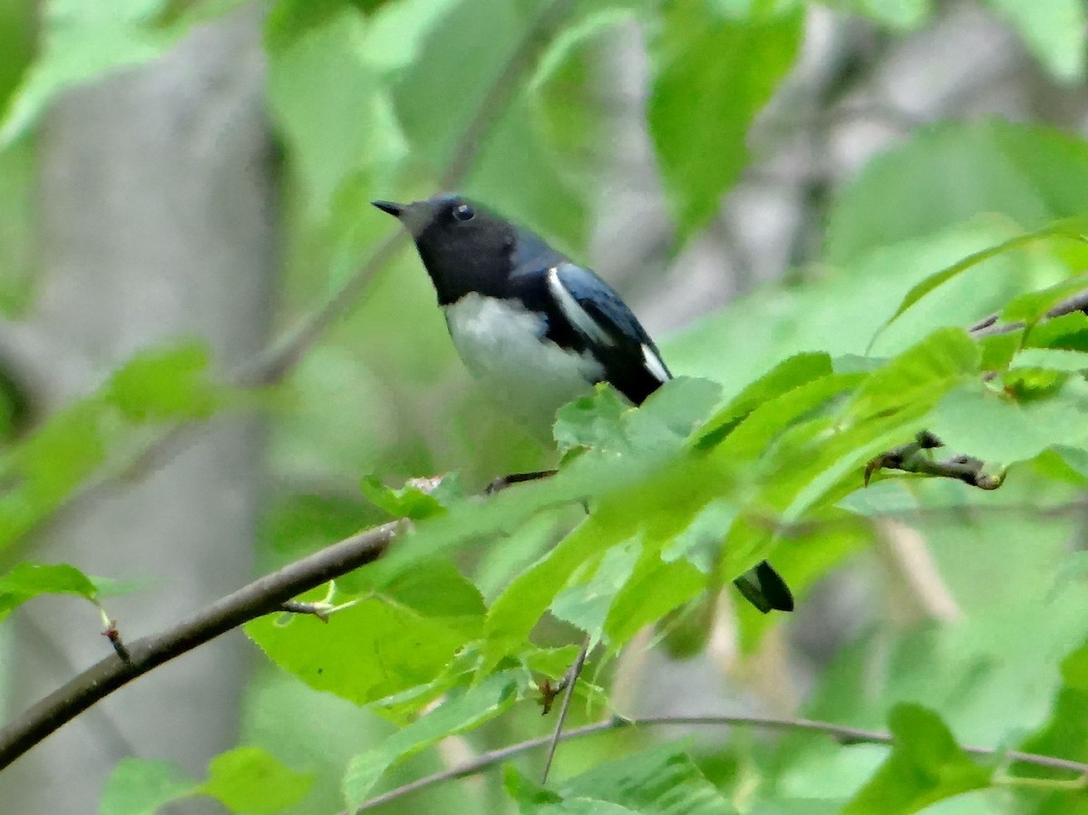 Black-throated Blue Warbler - Glenn Wilson