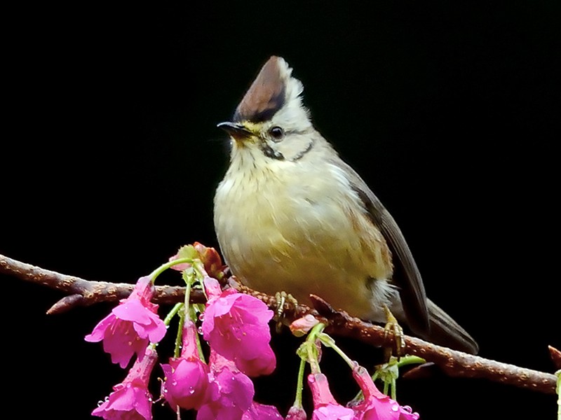 冠羽畫眉 Ebird