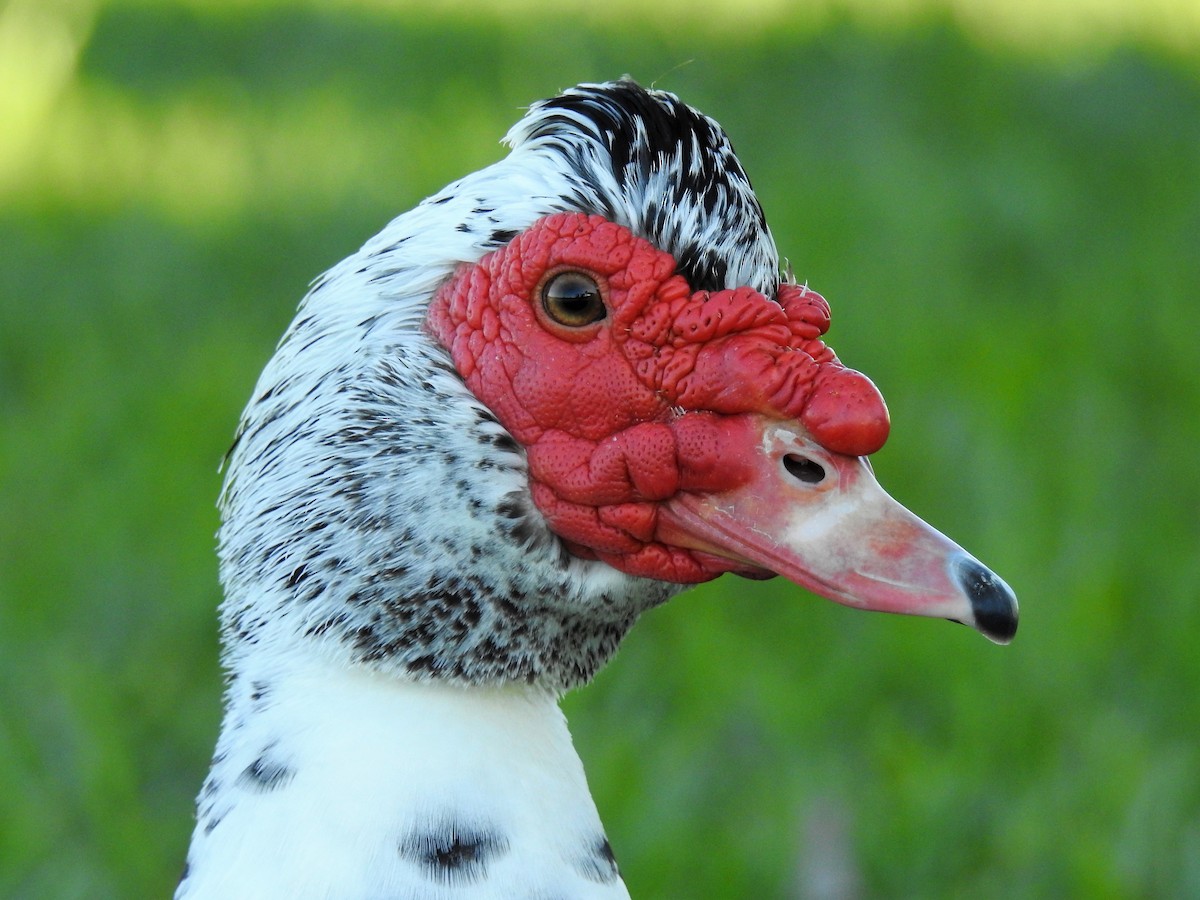 Muscovy Duck (Domestic type) - S. K.  Jones