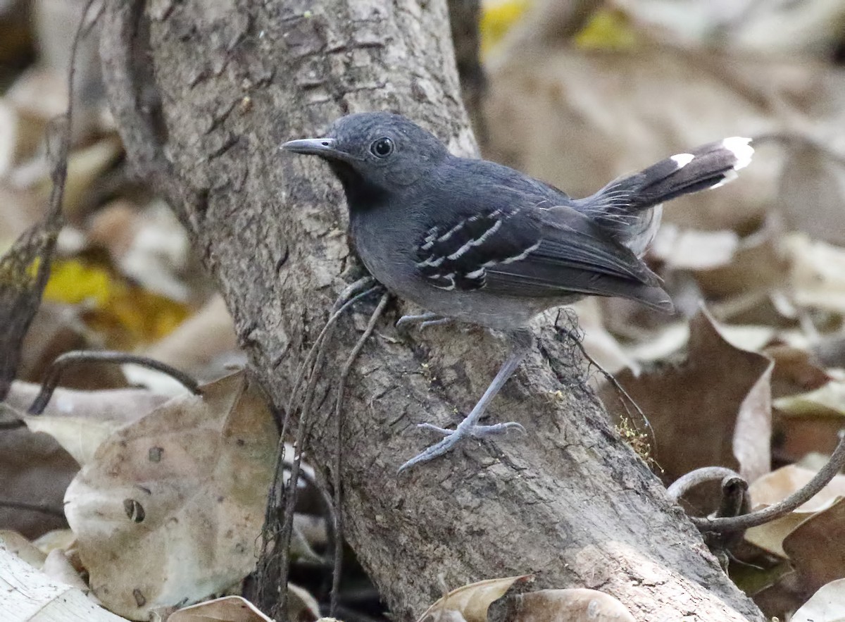 Band-tailed Antbird - Dave Curtis