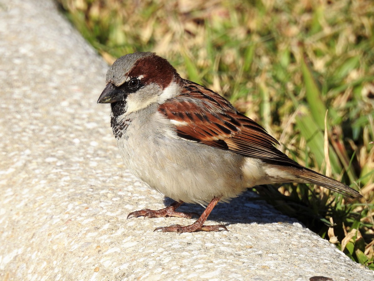 House Sparrow - S. K.  Jones