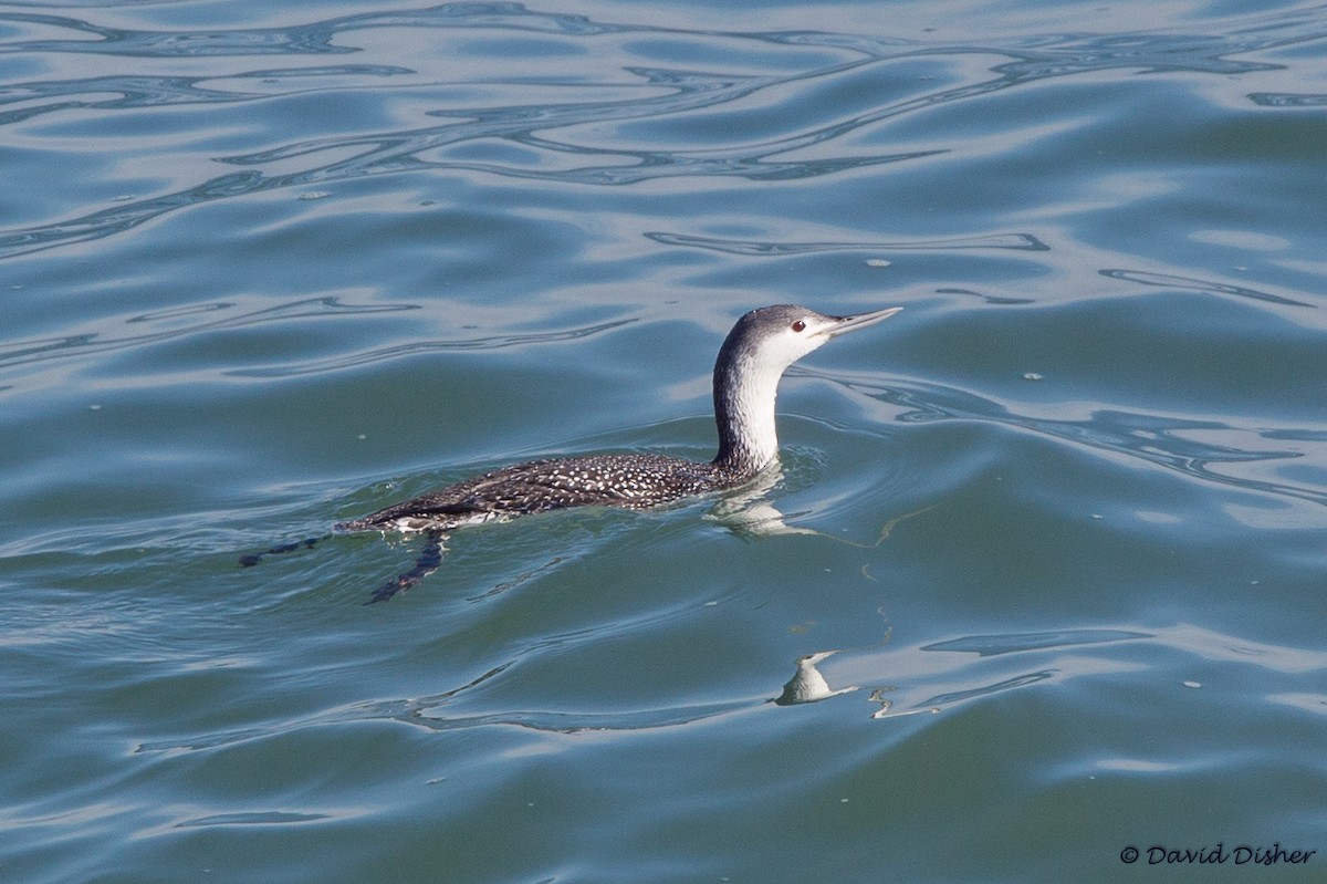 Red-throated Loon - ML85768811