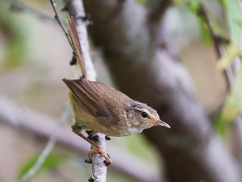 Brown-flanked Bush Warbler, Animal Database