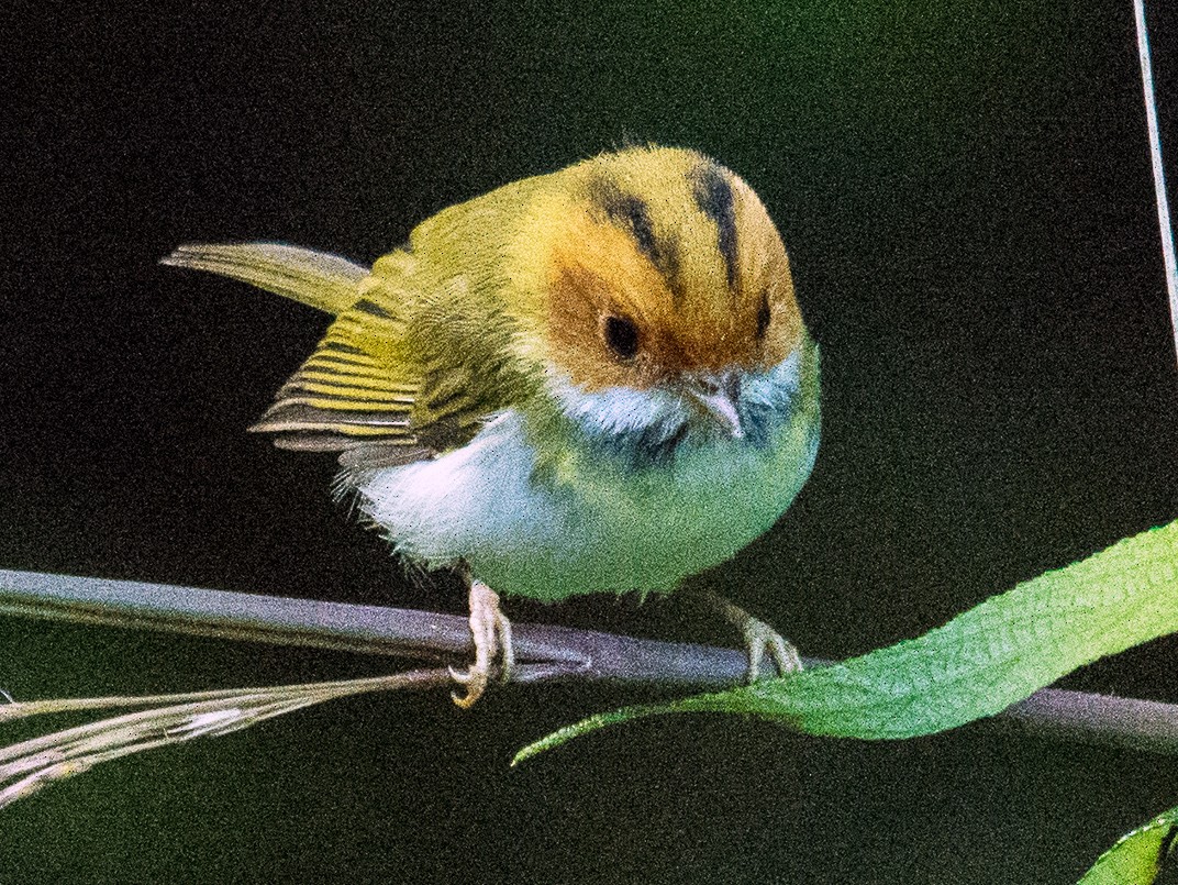 Rufous-faced Warbler - 智偉(Chih-Wei) 張(Chang)