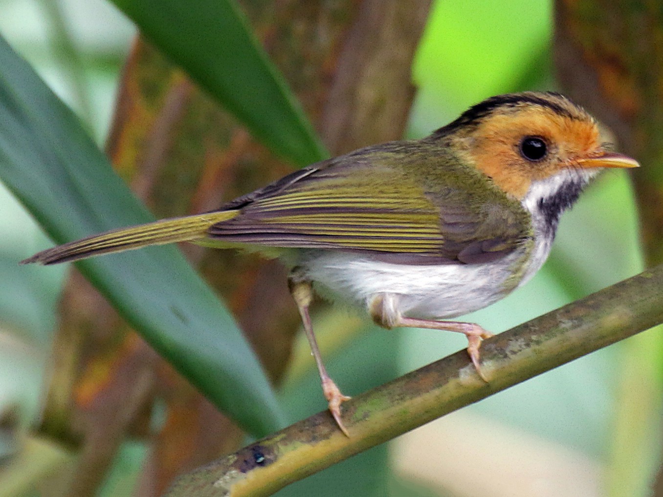 Rufous-faced Warbler - Ed Thomas