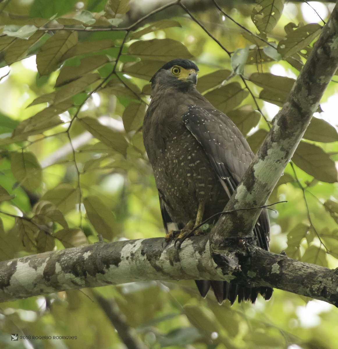 Crested Serpent-Eagle - ML85770651