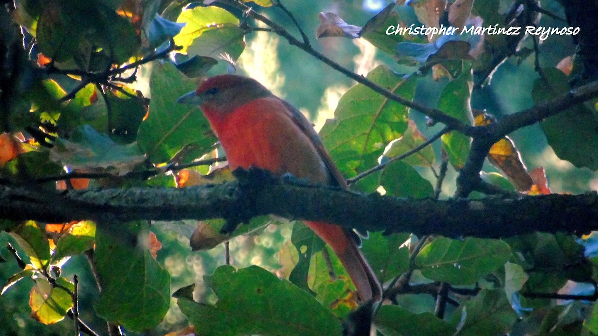 Hepatic Tanager - ML85771331