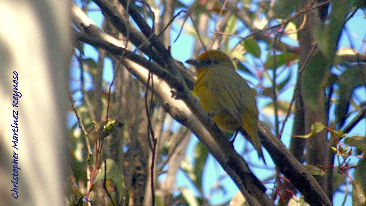 Hepatic Tanager - ML85771381