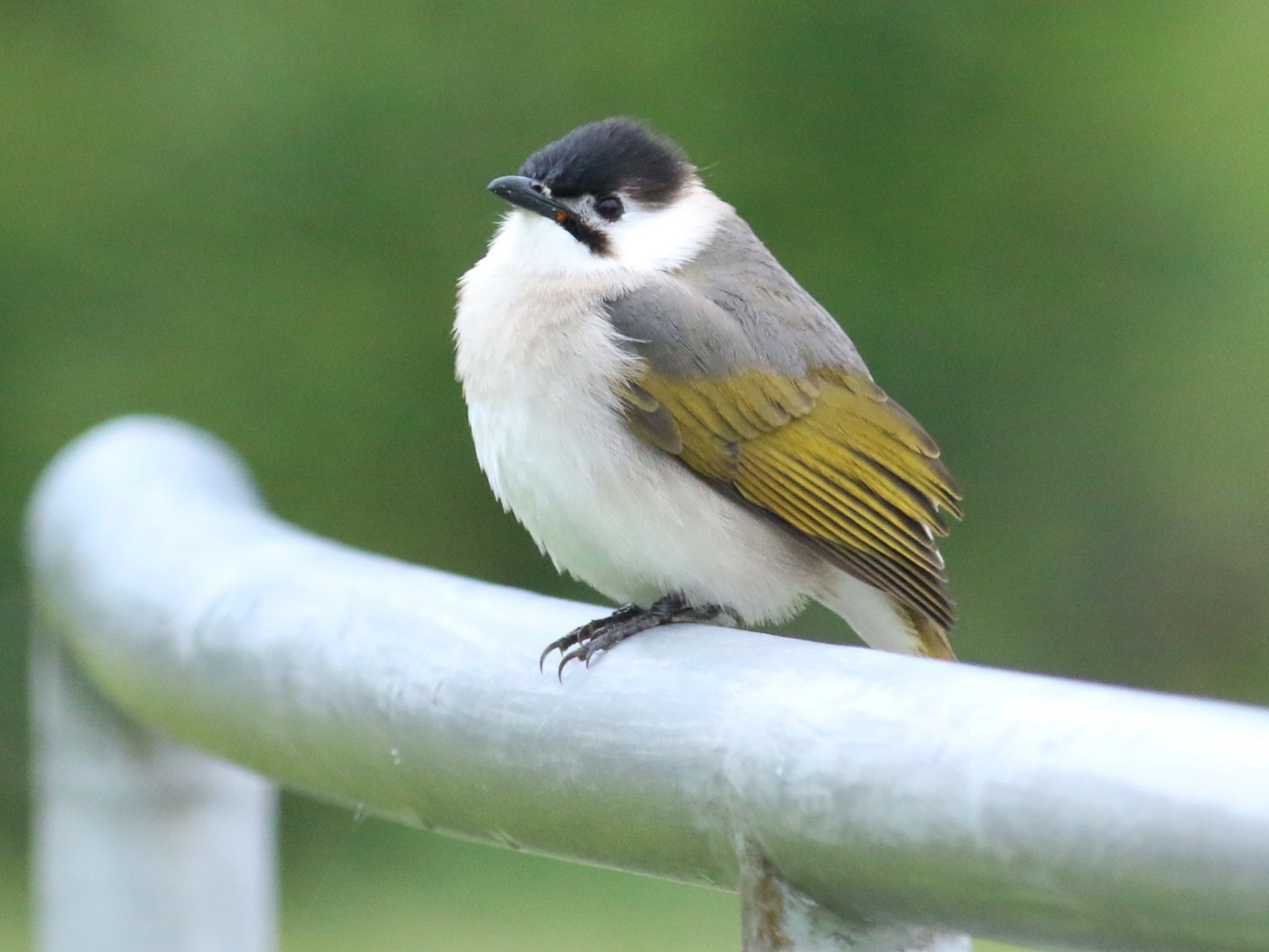 烏頭翁 Ebird