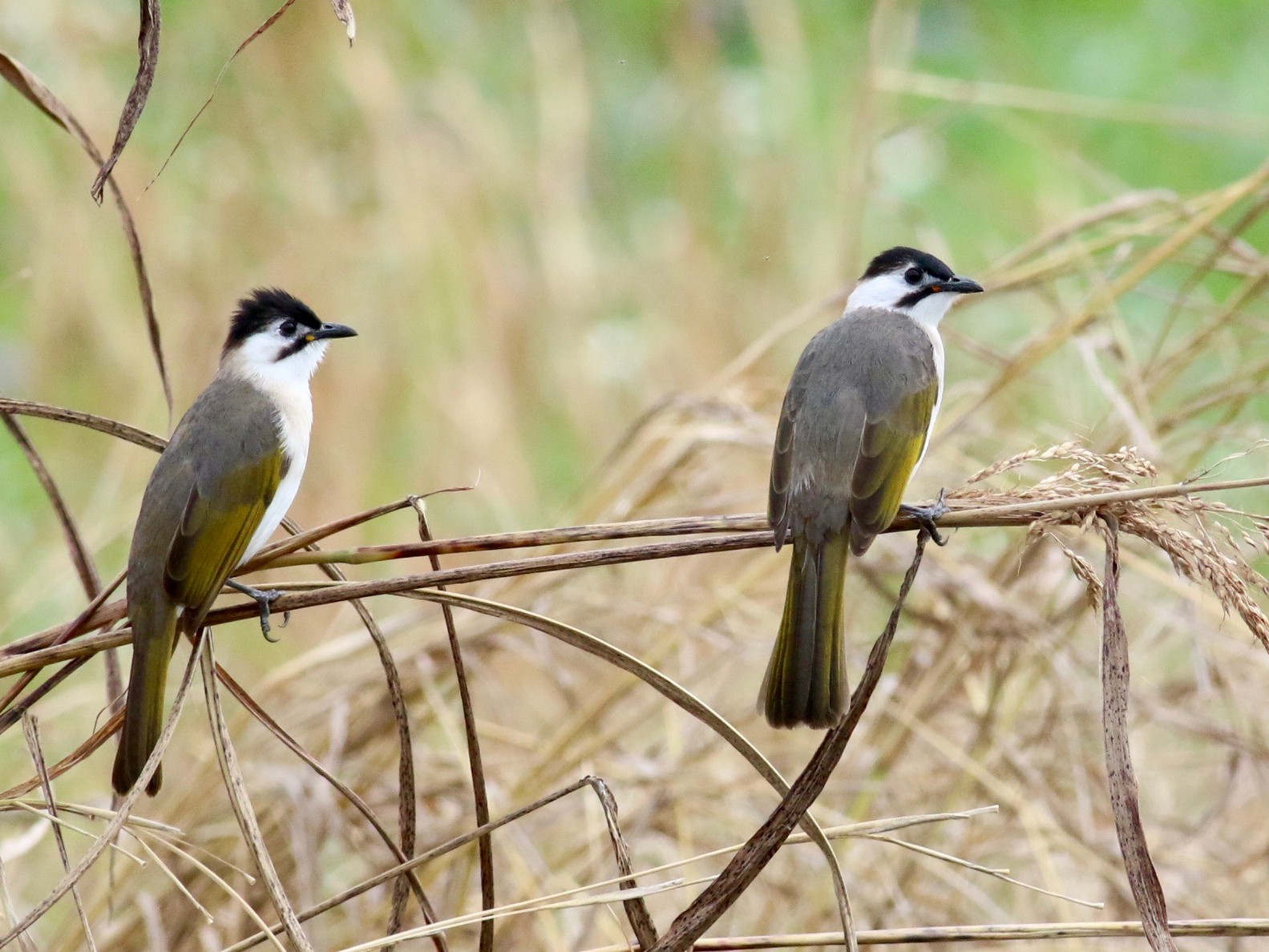 烏頭翁 Ebird