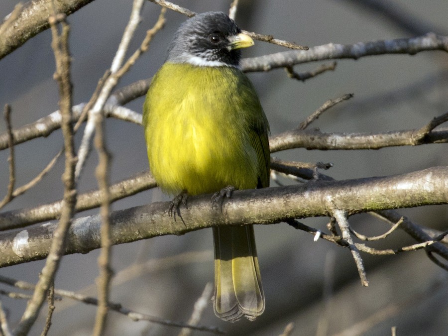 Collared Finchbill - eBird