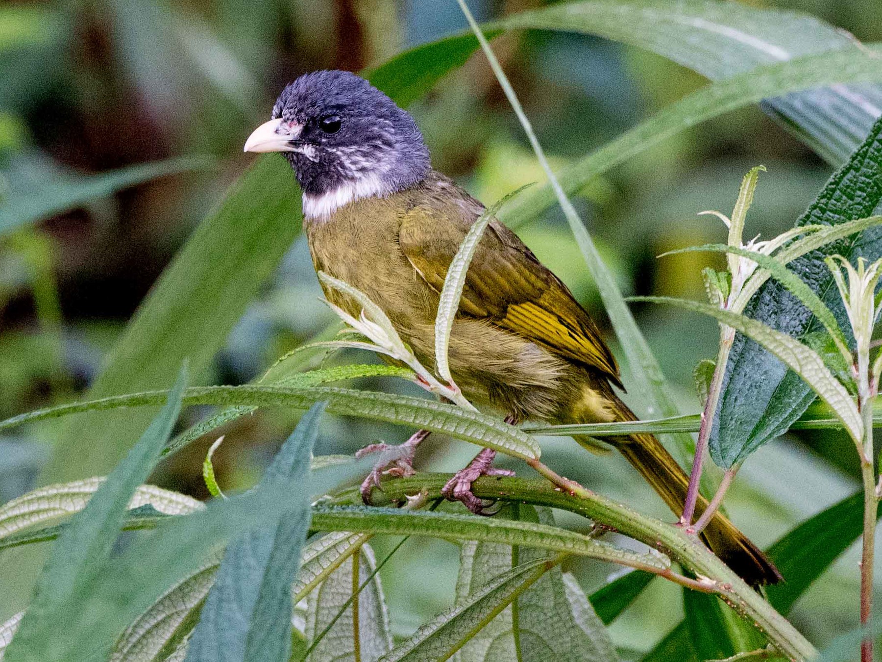 Collared Finchbill - eBird