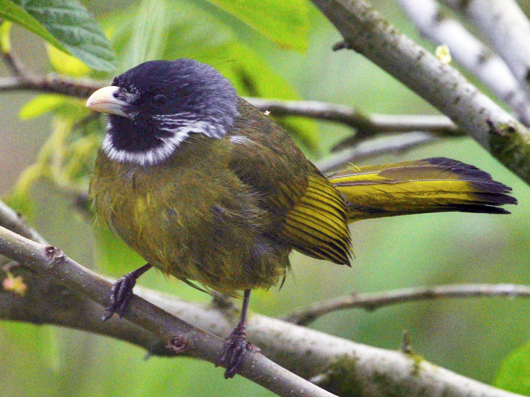 Collared Finchbill - eBird