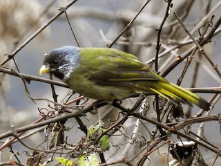 Collared Finchbill - eBird