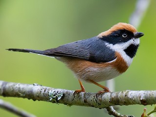 紅頭山雀- eBird