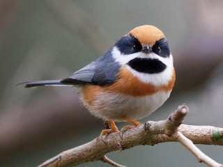 IMG_9648紅頭山雀2 Black-throated Tit | 右邊是幼鳥. Juvinile