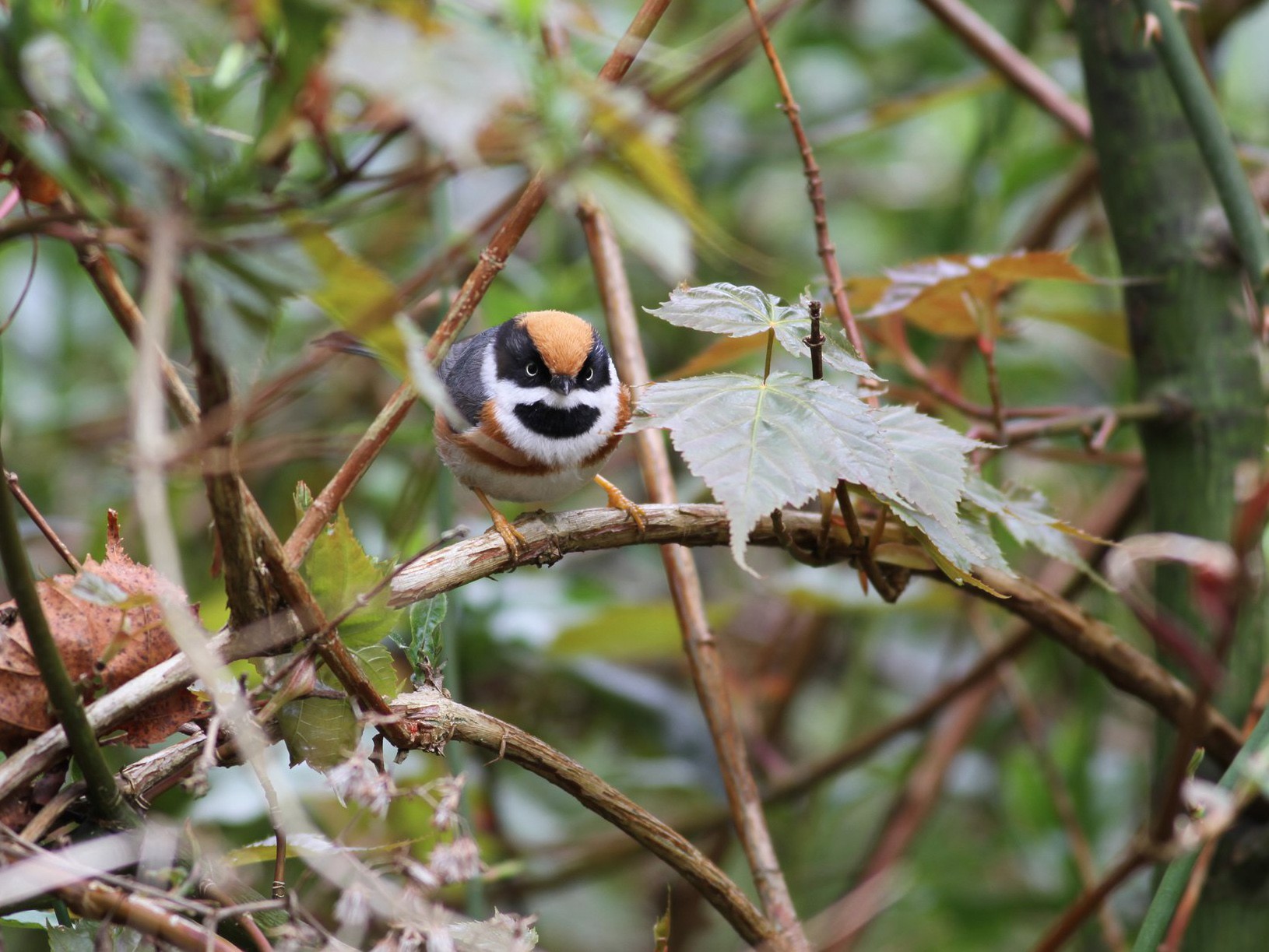 Black-throated Tit - Ting-Wei (廷維) HUNG (洪)