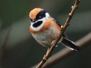 紅頭山雀- eBird