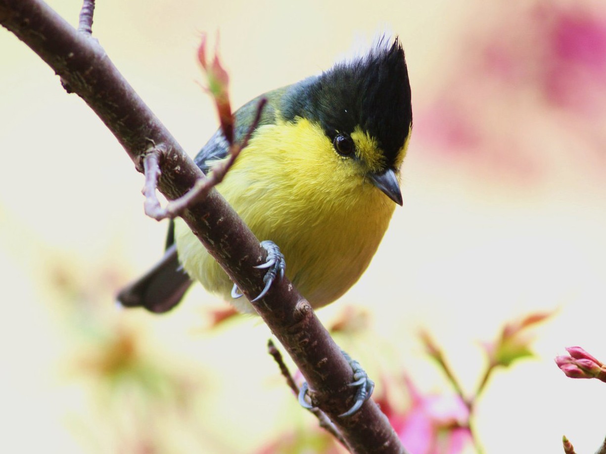 Taiwan Yellow Tit - Ting-Wei (廷維) HUNG (洪)